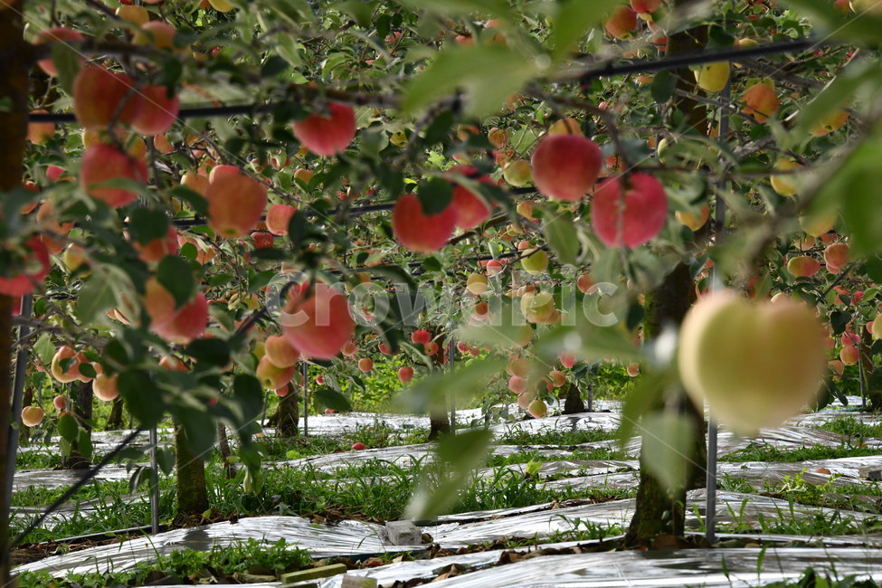 사과,과일,음식,plant,apple,과수원,식품,과일,열매,fruit