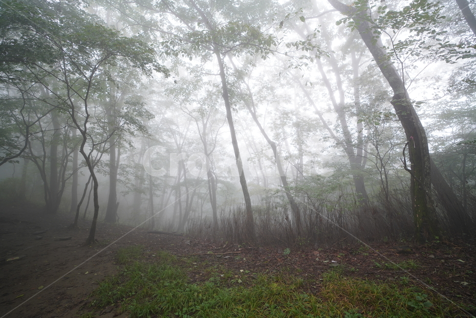 안개,구름,등산,나무,숲,cloud,fog,tree,mountain,climbing,forest,풀,자연,풍경,nature,landscape,weather,날씨,outdoors,옥외