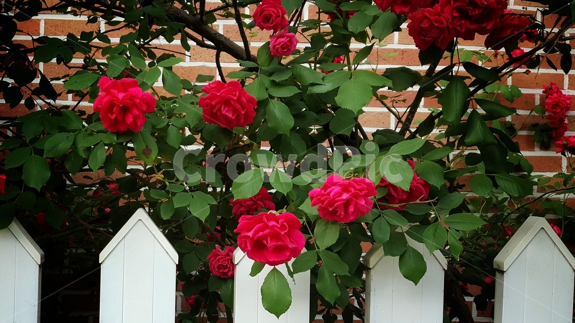 장미,울타리,장미꽃,빨간장미,로즈,꽃,식물,plants,nature,flower,자연,감성,rose,장미축제,빨간색,발강,초록,벽돌