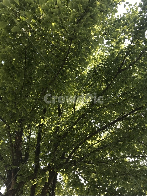나무,tree,나무줄기,초록,식물,배경,자연,풍경,nature,landscape,plant,tree trunk,나무 줄기
