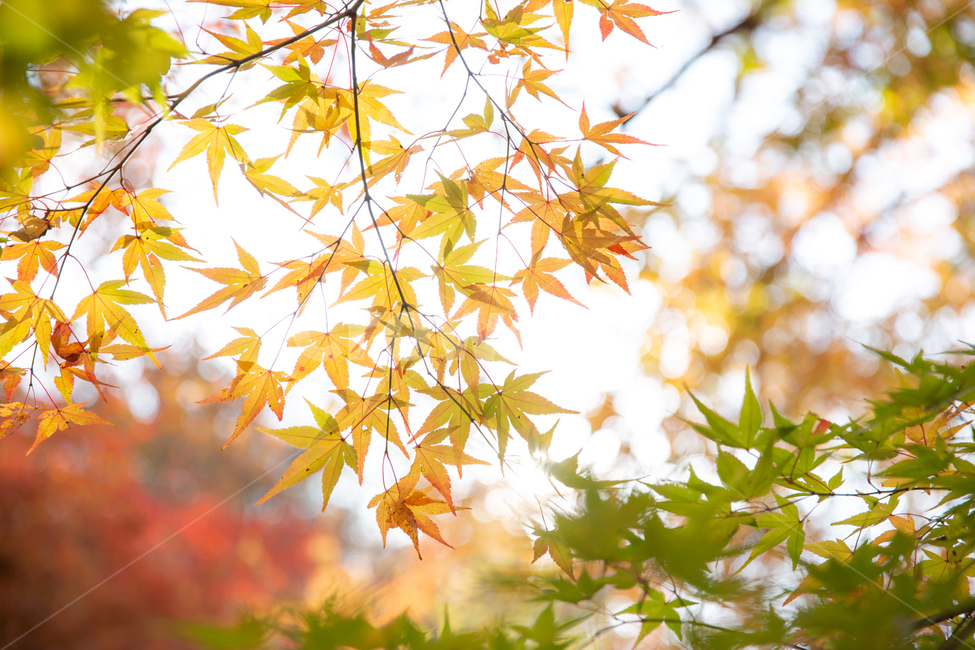 백양사,단풍,햇살,가을,절,가을,계절,fall,autumn,season,plant,식물,leaf,잎,maple leaf,단풍잎