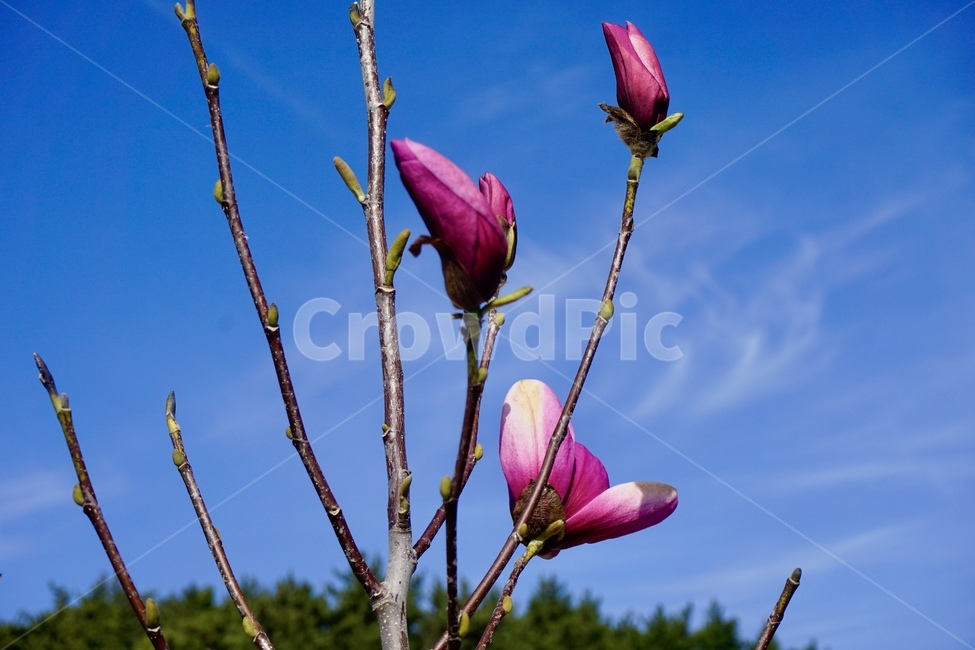 꽃,봄,하늘,목련,자목련,꽃봉우리,천리포,수목원,봄,계절,spring,season,식물,자연,plants,nature,꽃,flower,plant,blossom