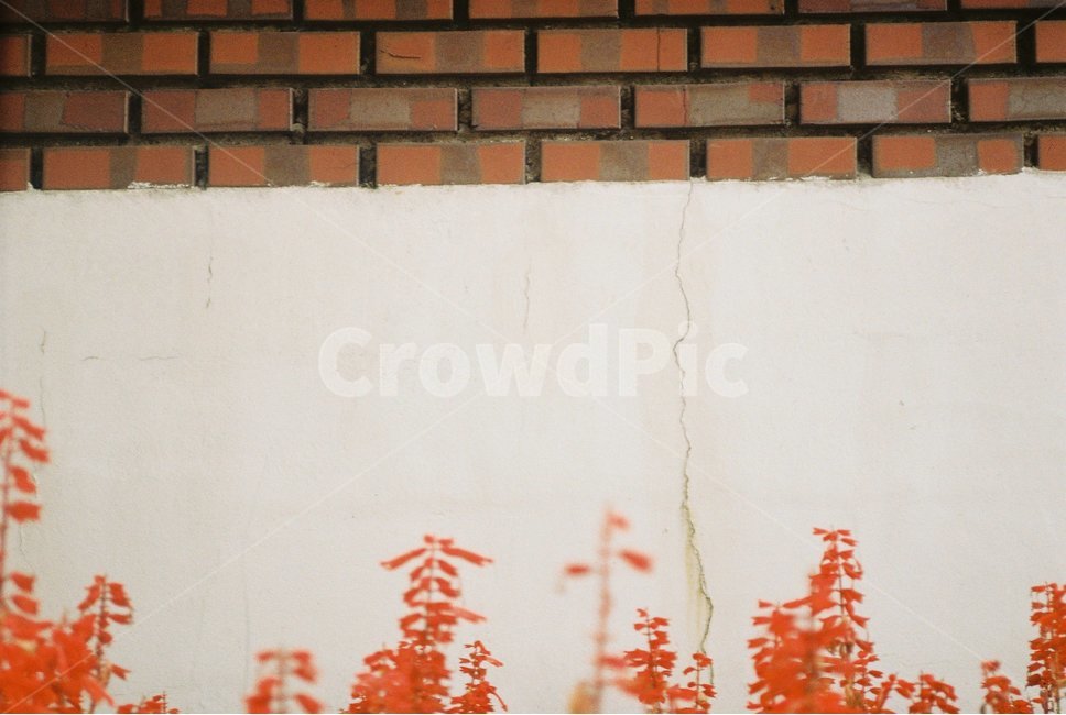 꽃,벽,화단,풍경,이미지,필름,필름사진,필름카메라,필카,film,filmphoto,filmphotogrph