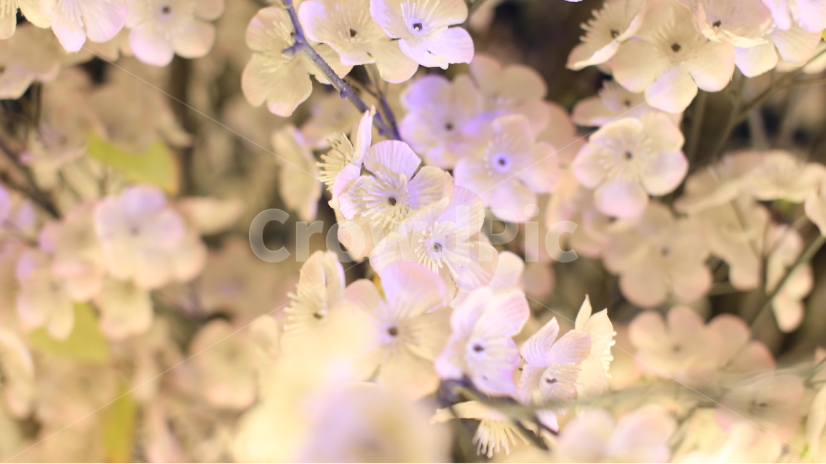 벚꽃,인조벚꽃,풍경,불빛,야경,야경,밤,풍경,nightscape,night,landscape,꽃,flower,blossom,plant,식물,geranium,제라늄