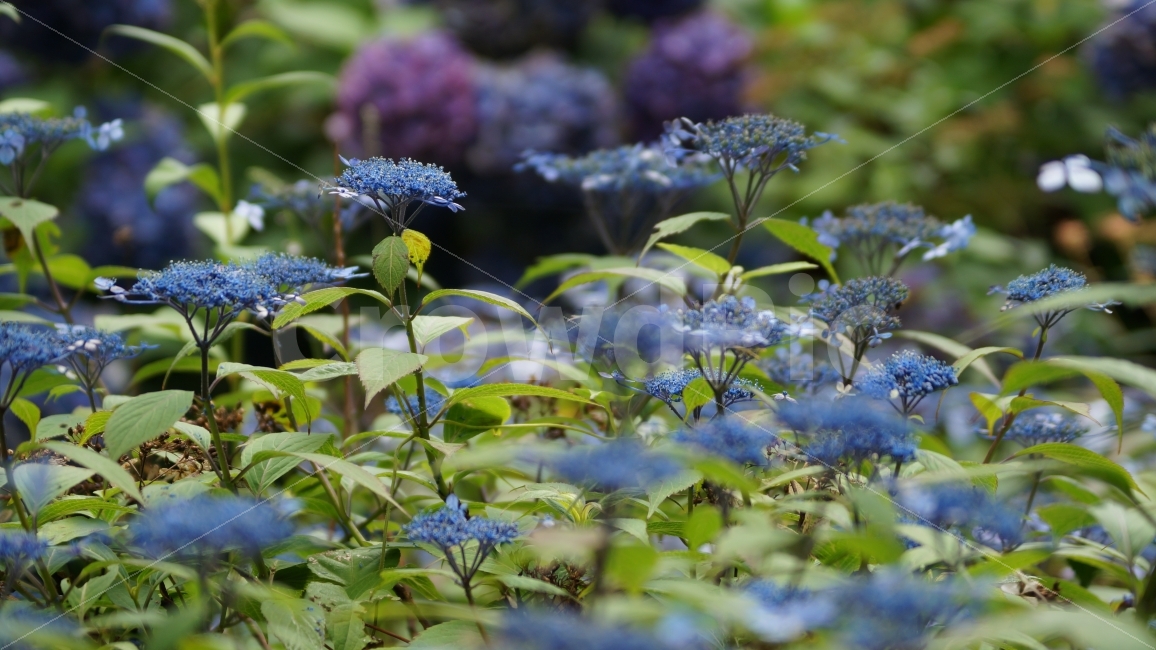 산수국,수국,꽃사진,꽃,고성,식물,자연,plants,nature,꽃,flower