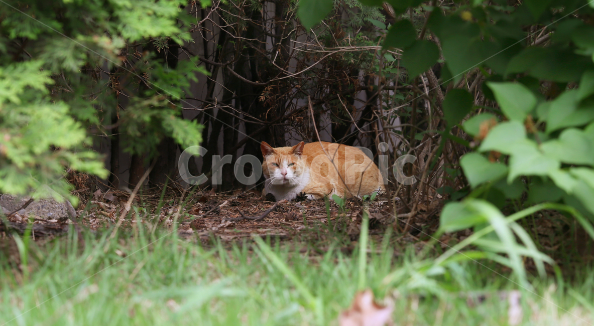 길고양이,고양이,cat,동물,풀숲,야생,animal