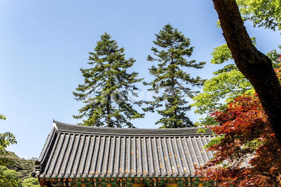 기와,가을,풍경,누각,단풍,감성,지붕,전통가옥,가을,계절,fall,autumn,season,한국전통,한국문화,korean traditional,korean culture,건축물,건물외관,exterior,building,structure,architecture,construction,plant,식물,tree,나무