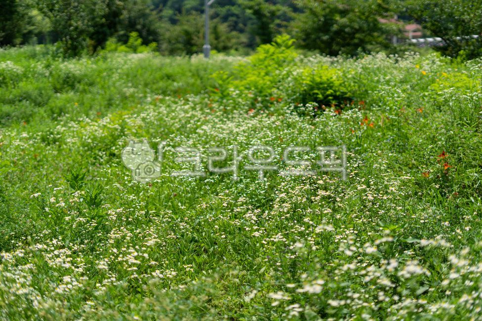 숲, 풀숲, 식물, plant, 풀잎, 사진,이미지,일러스트,캘리그라피 - 헝그리작가작가