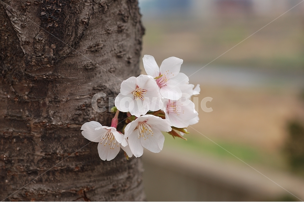 자연,봄,꽃,봄꽃,벚꽃,Nature,spring,봄,계절,spring,season,식물,자연,plants,nature,꽃,flower,plant