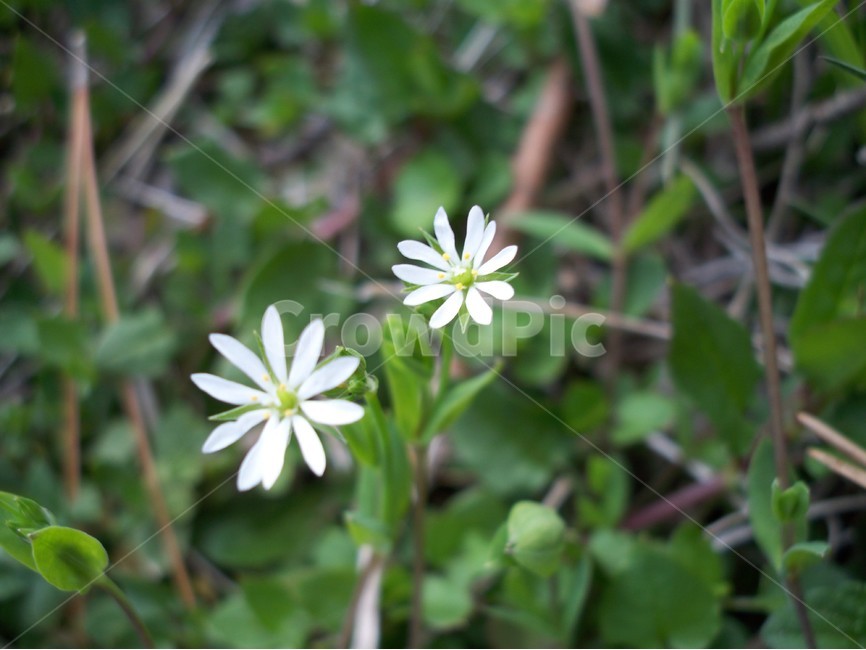 야생화,꽃,식물,봄,자연,식물,자연,plants,nature,꽃,flower