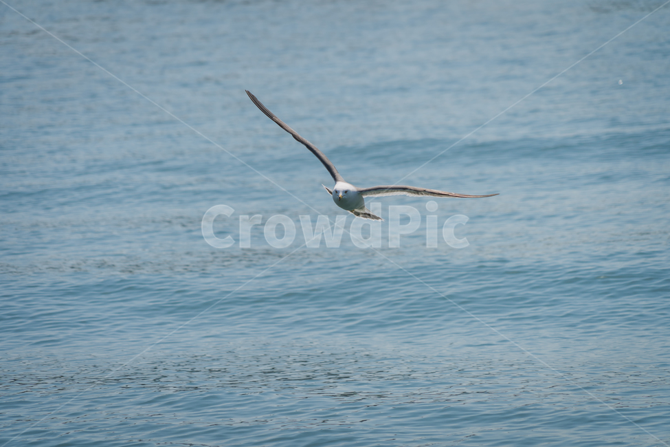갈매기,조류,바다,비상,새,비행,seagull,창공,날다,자연,트랙킹,연사,순간포착,동물,animal,조류,새,birds