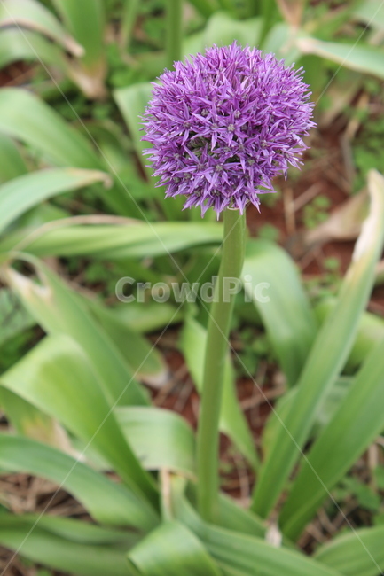 퍼플,꽃,초록,자연,flower,식물,자연,plants,nature,꽃,flower