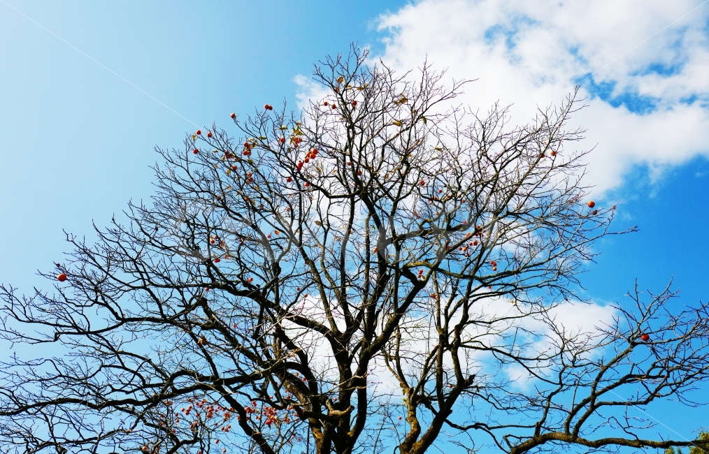 감,홍시,곶감,시골풍경,감나무,가을,시골,가을,계절,fall,autumn,season,식물,자연,plants,nature,나무,trees,wood,tree,plant,tree trunk,나무 줄기