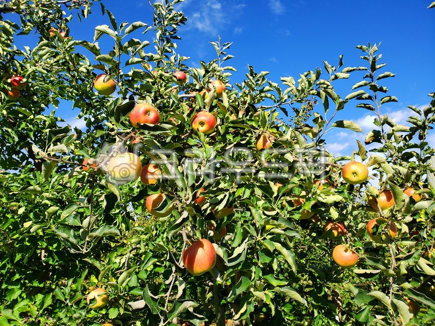 사과밭,사과,사과농장,과수원,사과나무,푸른하늘,빨간사과,흰구름,apple,appletree,bluesky,plant,식물,fruit,과일,food,음식