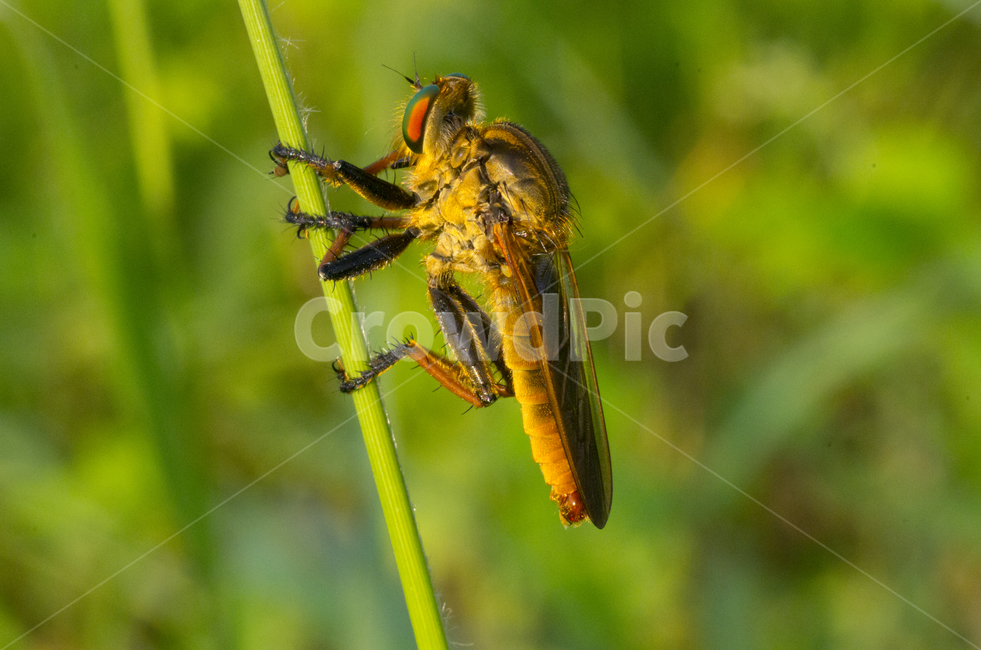 파리매,곤충,여름,접사,동물,가을곤충,여름곤충,가을,곤충,벌레,insect,bug