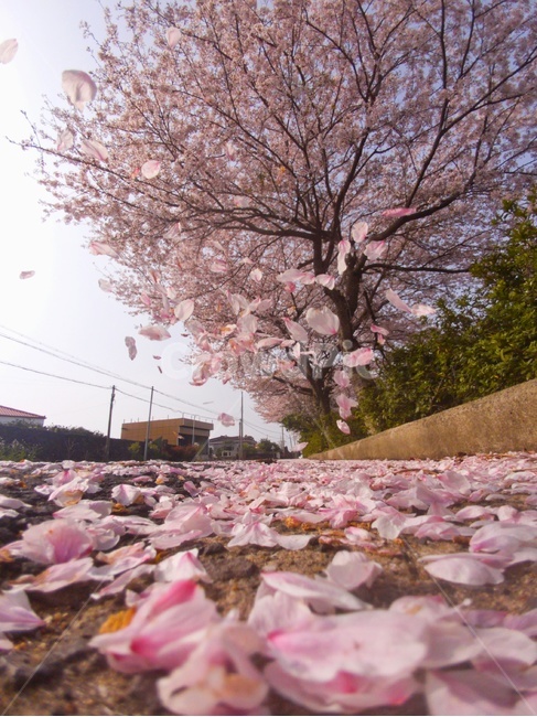 꽃,벗꽃,풍경,감성,자연,하늘,봄,계절,spring,season,식물,자연,plants,nature,꽃,flower,blossom,petal,꽃잎,plant,cherry blossom,벚꽃