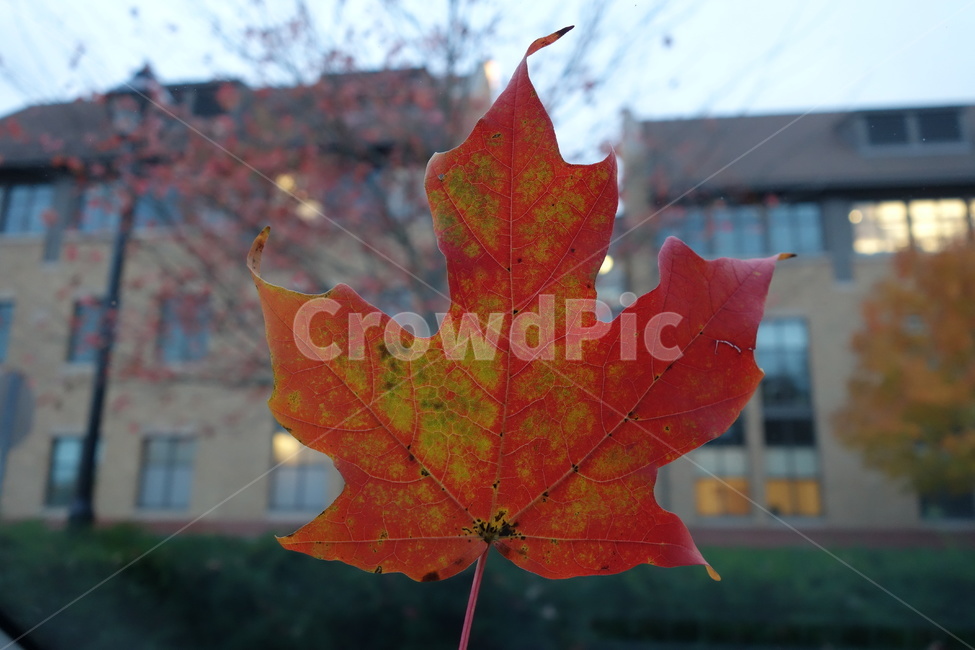 fall,leave,maple,가을,단풍잎,단풍,가을,계절,fall,autumn,season,식물,자연,plants,nature,leaf,잎,plant,tree,나무