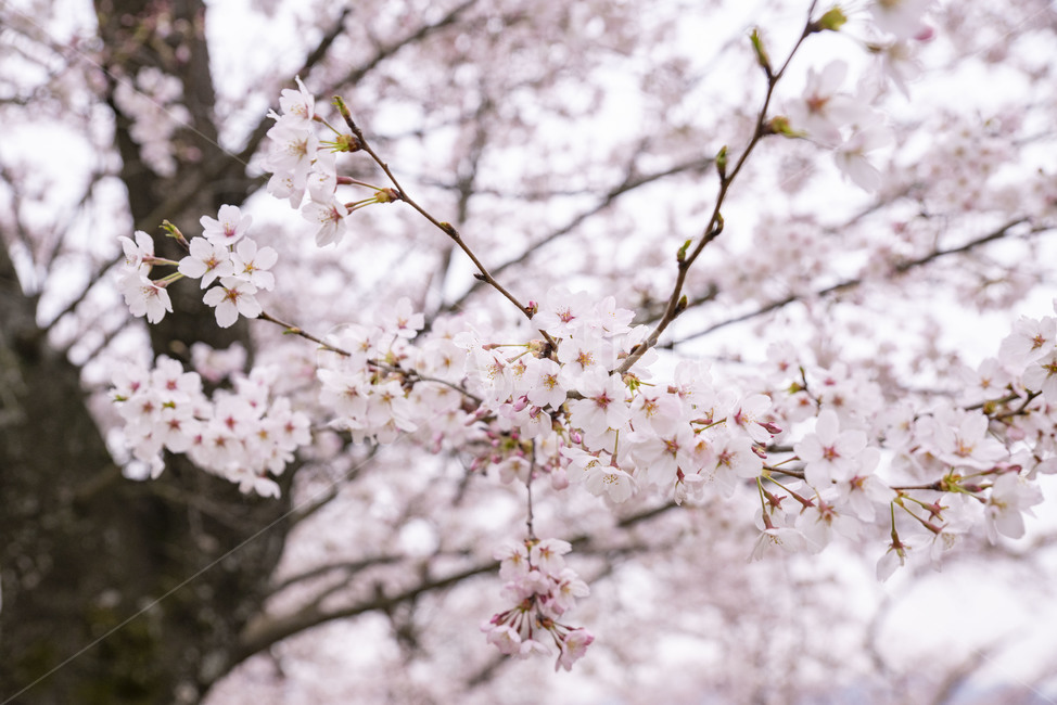 벚나무,벚꽃,봄,봄꽃,꽃나무,plant,식물,flower,꽃,blossom,cherryblossom