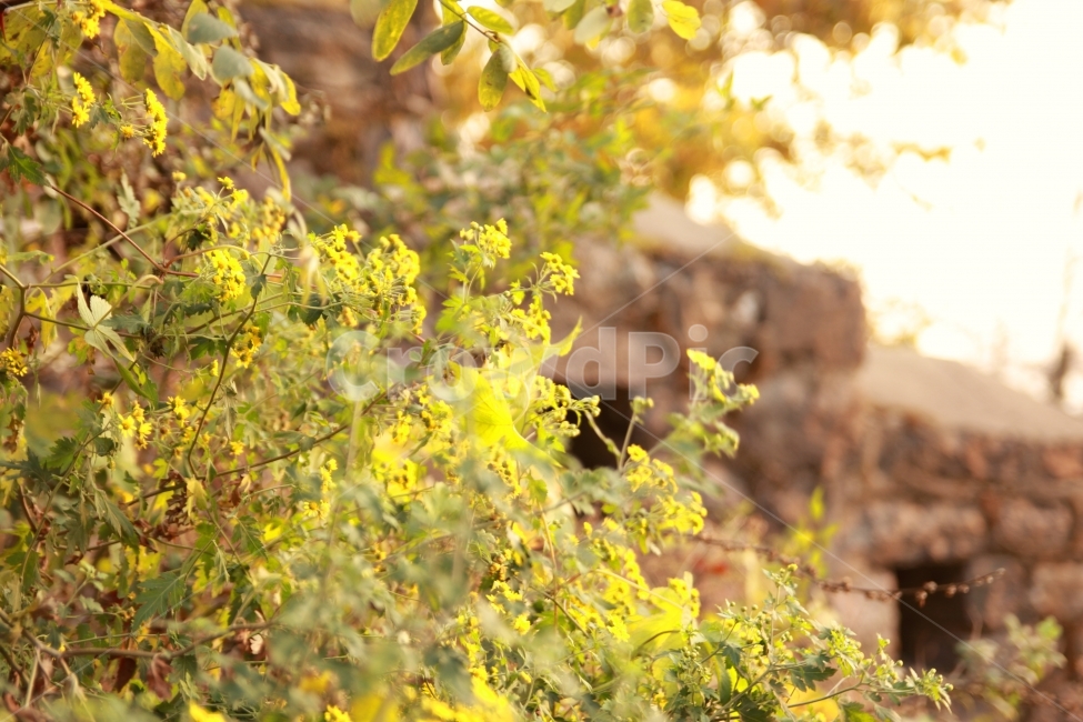 일몰,남산타워에서,가을,풍경사진,서울,개나리,꽃,식물,자연,plants,nature,꽃,flower