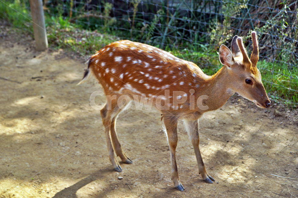 꽃사슴,사슴,동물,반점,월미공원,대륙사슴,매화사슴,포유동물,동물,animal,포유류,mammal