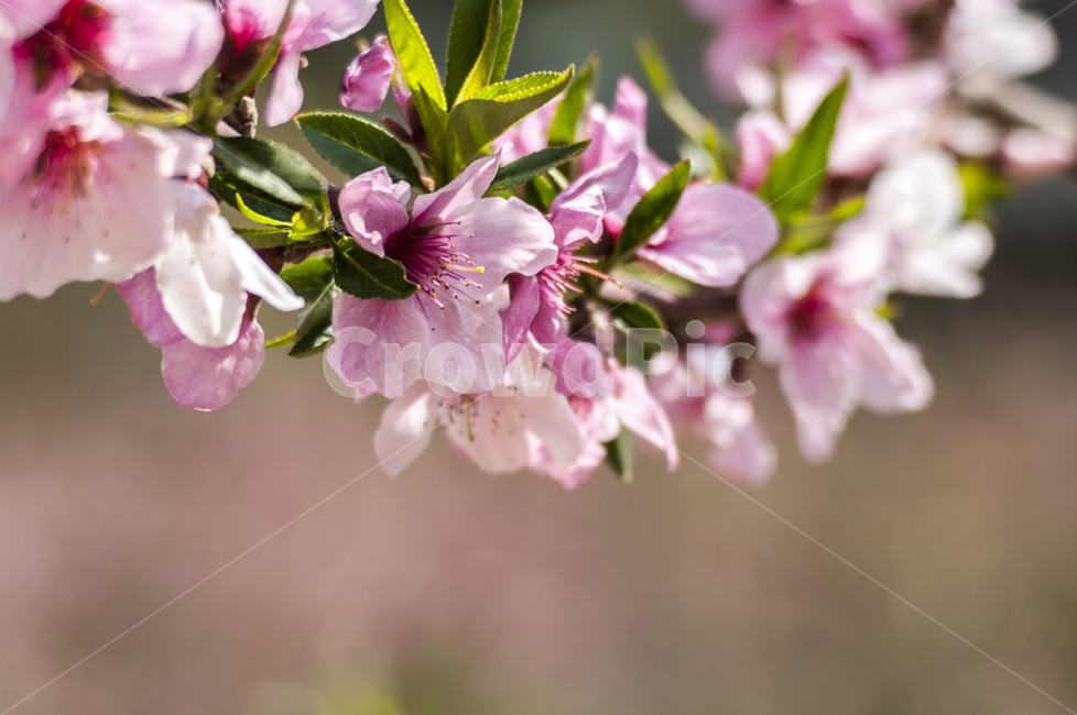 봄,꽃,복사꽃,spring,flower,분홍,pink,봄,계절,spring,season,식물,자연,plants,nature,꽃,flower,plant,blossom