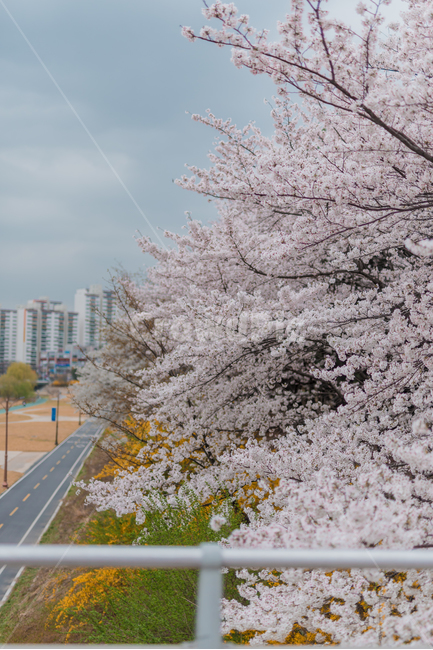 봄,벚꽃,벚꽃나무,봄꽃,봄기운,blossom,탄천