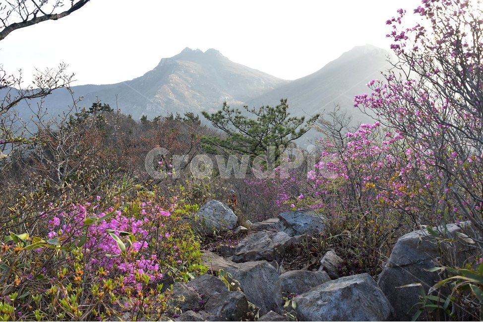 주작산,덕룡산,종주,진달래,풍경,기암,바위,비경,봄풍경,진달래꽃,강진,명산,산행,등산,마운틴,힐링,mountain,landscape,자연,natural,자연,풍경,nature,landscape,한국자연풍경,한국자연경관,korea nature landscape,rubble,파편