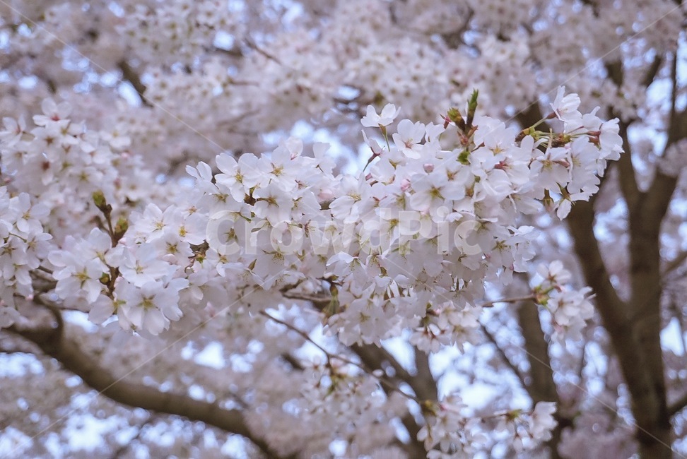벚꽃,봄,꽃,벚꽃나무,식물,분홍색,봄,계절,spring,season,식물,자연,plants,nature,꽃,flower,plant,blossom,cherry blossom