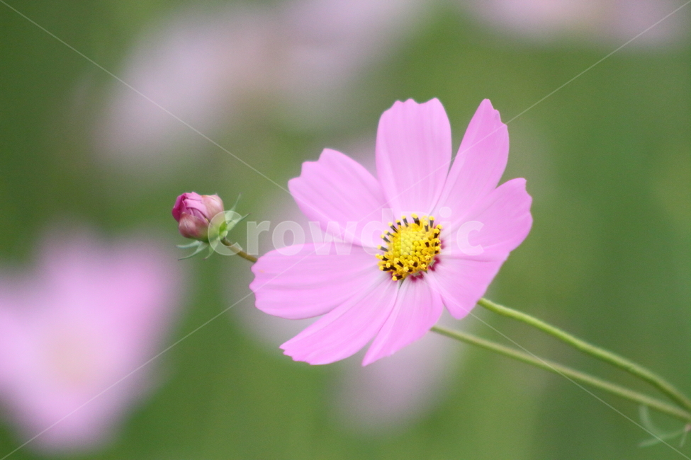 코스모스,꽃,야생화,가을꽃,cosmos,가을,계절,fall,autumn,season,식물,자연,plants,nature,꽃,flower,plant