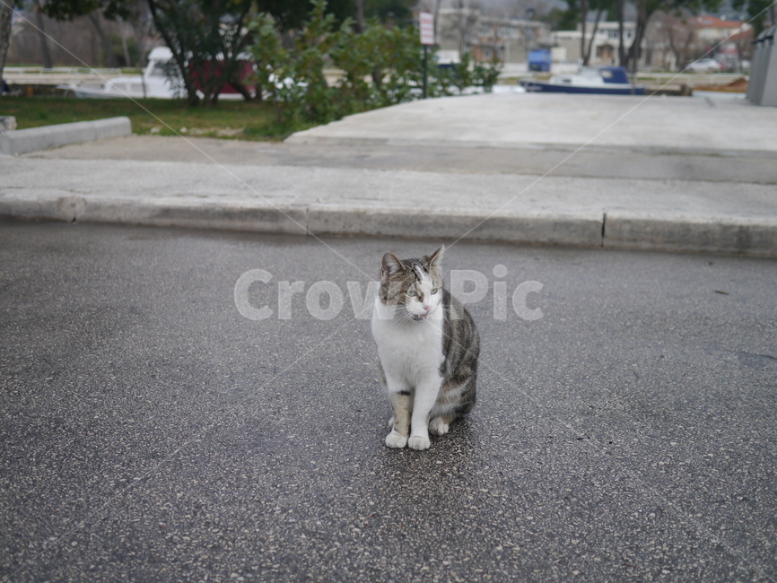 고양이,길거리,건물,오후,길고양이,동물,animal,포유류,mammal,고양이,cat,kitten,kitty