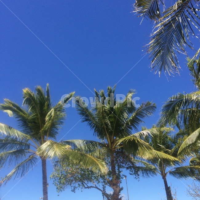 여름,여름하늘,야자수,청량,청량감,푸른하늘,자연,풍경,nature,landscape,summer,tree,나무,palm tree,plant,식물