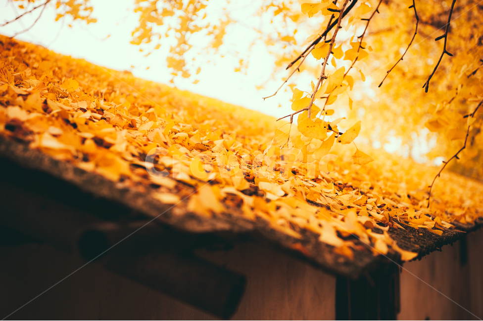 tree,나무,풍경,가을,은행나무,단풍,plant,식물,nature,자연,가을,계절,fall,autumn,season,감성,sensible,feeling,leaf,잎