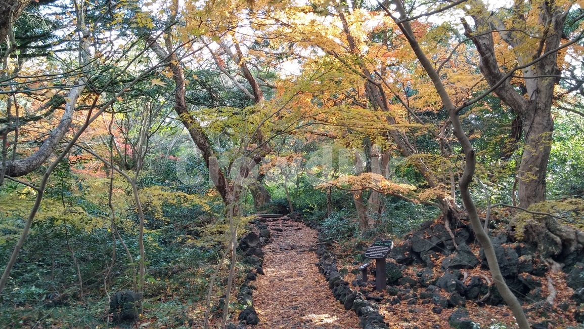 숲길,화산송이,제주,단풍,나무,비자림,제주비자림