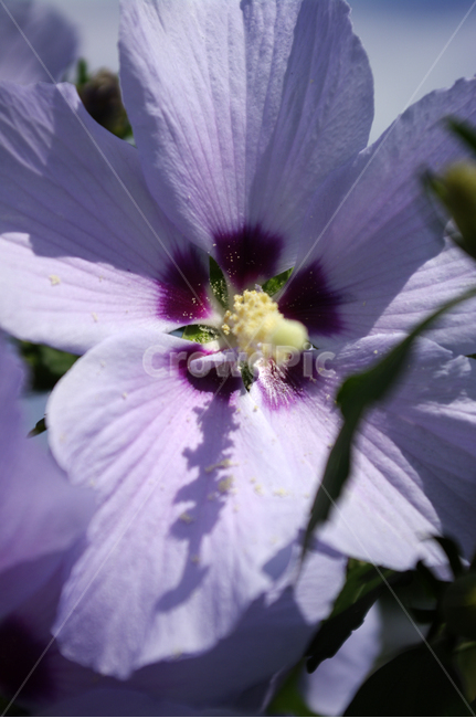 무궁화,꽃,식물,flower,color,식물,자연,plants,nature,꽃,flower