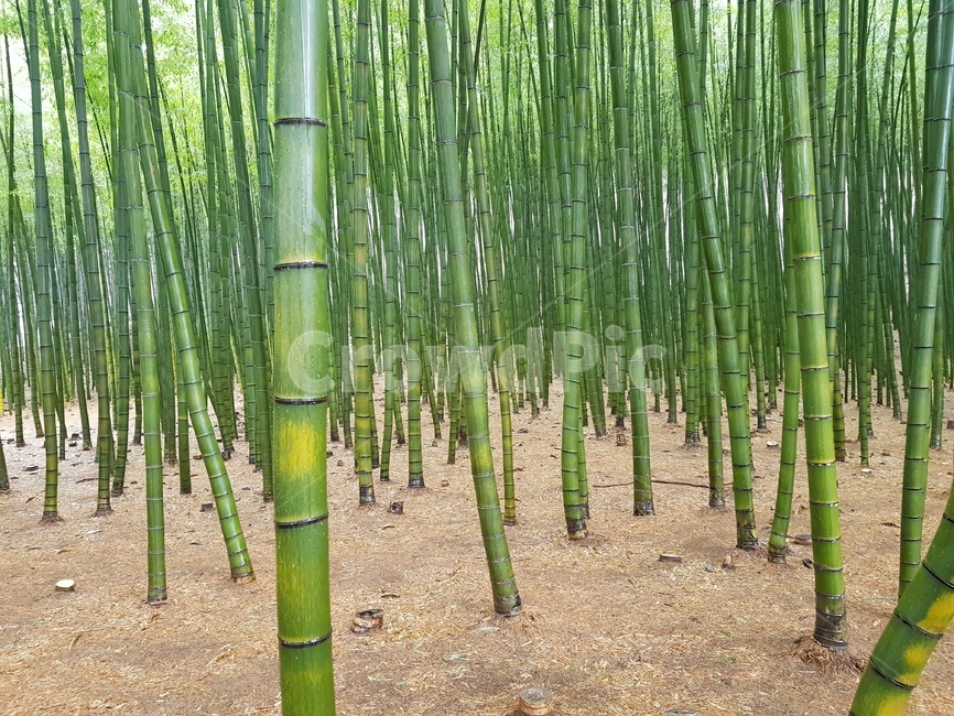 대나무숲,식물,plant,tree,나무,bamboo