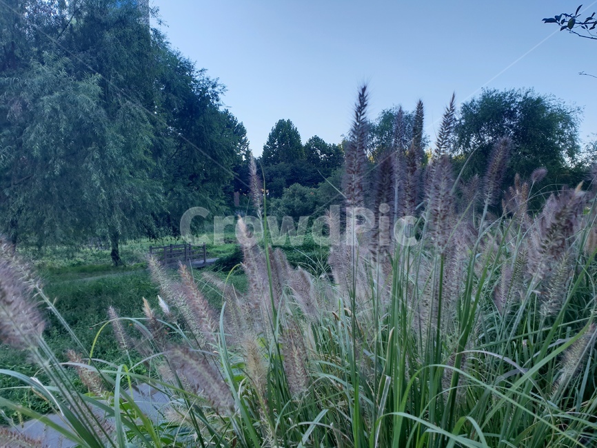 갈대,자연,힐링,산책,새벽,블루,바이올렛,보라,식물,자연,plants,nature