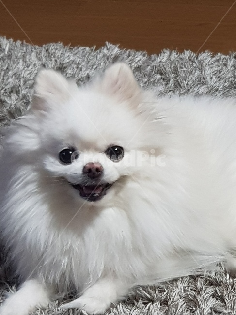 애견,반려견,강아지,포메라니언,댕댕이,동물,animal,포유류,mammal,개,강아지,dog,doggy