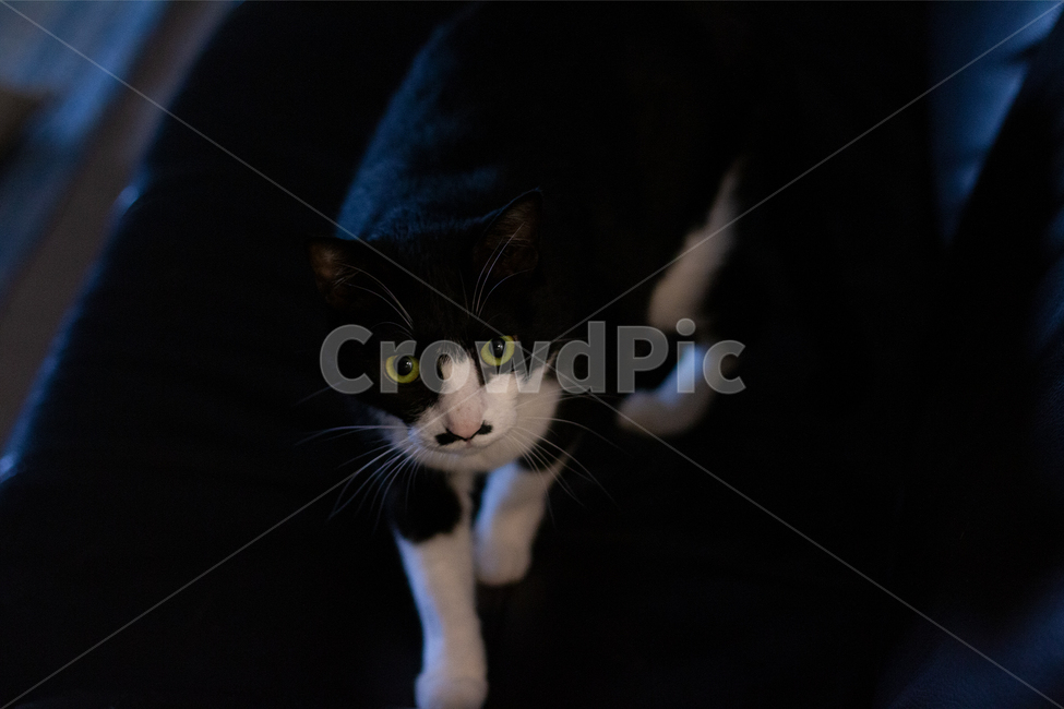 고양이,cat,animal,동물,몽환적인,귀여운,동물,animal,포유류,mammal,고양이,cat,kitten,kitty