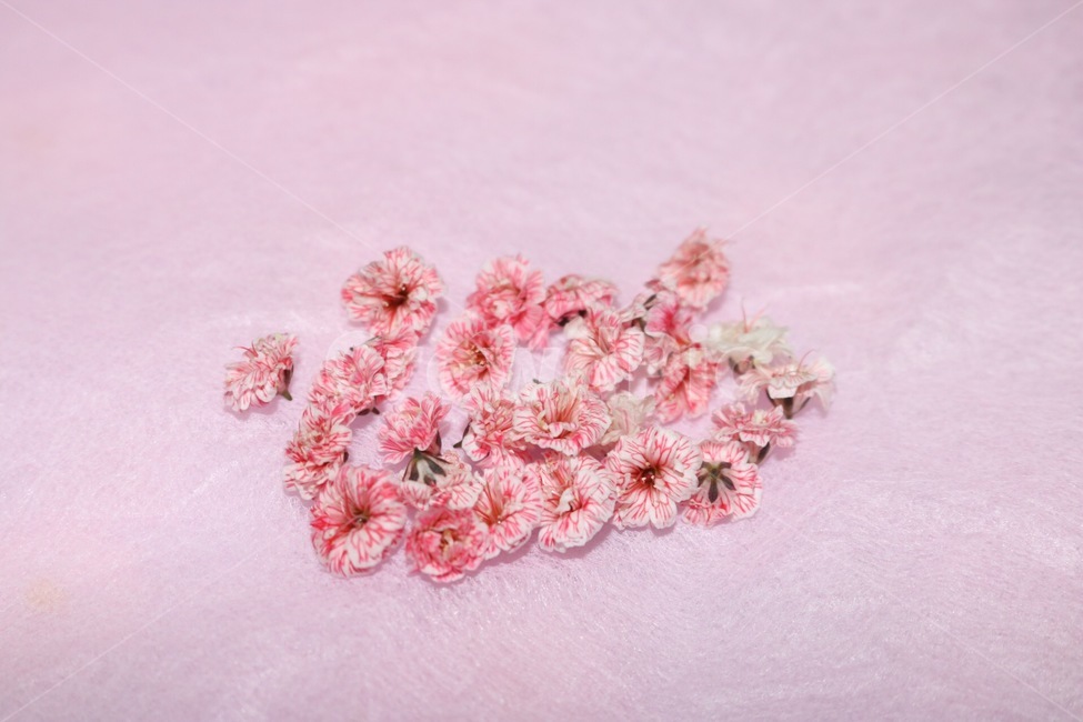 꽃,생화,분홍,flower,pink,분홍색,꽃,flower