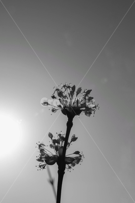 식물,꽃,흑백,역광,light,빛,flare,플레어,plant,blackwhite,bw,flower,식물,자연,plants,nature,꽃,flower