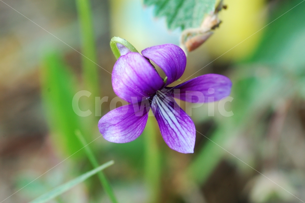 보라,보라색꽃,꽃사진,제비꽃,flower,야생화,식물,자연,plants,nature,꽃,flower