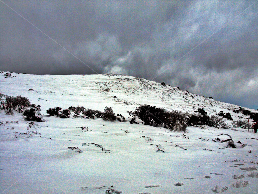 어리목,한라산,제주도,겨울,겨울산,설화,설목,설경,눈,등산,겨울,계절,winter,season,자연,풍경,nature,landscape,outdoors,옥외