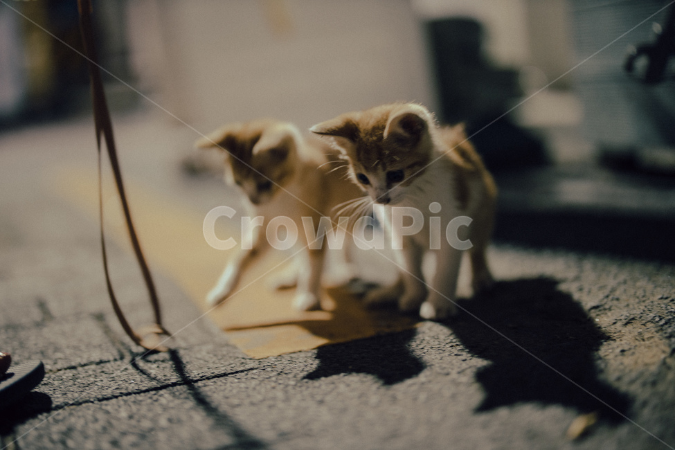 고양이,동물,cat,길거리,아기고양이,동물,animal,포유류,mammal,고양이,cat,kitten,kitty,감성,sensible,feeling