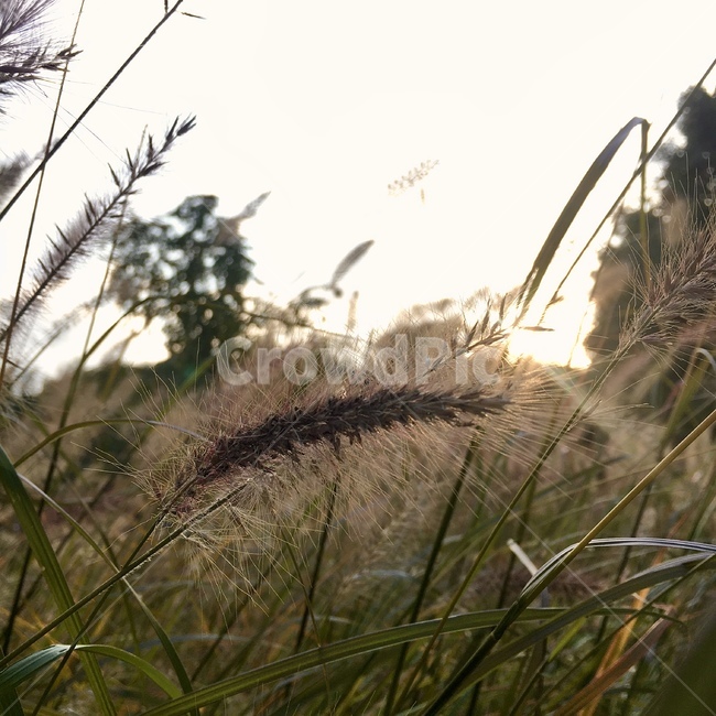 감성사진,강아지풀,노을,해질무렵,감성,느낌있는,햇빛,식물,plant,grass,석양,빛,식물,자연,plants,nature