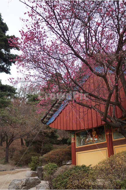 봉은사,홍매화,봄꽃,맞배지붕,방풍판,봄풍경,사찰,한국사찰,봄,계절,spring,season,한국전통,한국문화,korean traditional,korean culture,식물,자연,plants,nature,나무,trees,wood,종교,신앙,religion,belief,faith,건축물,건물외관,exterior,building,structure,architecture,construction,plant