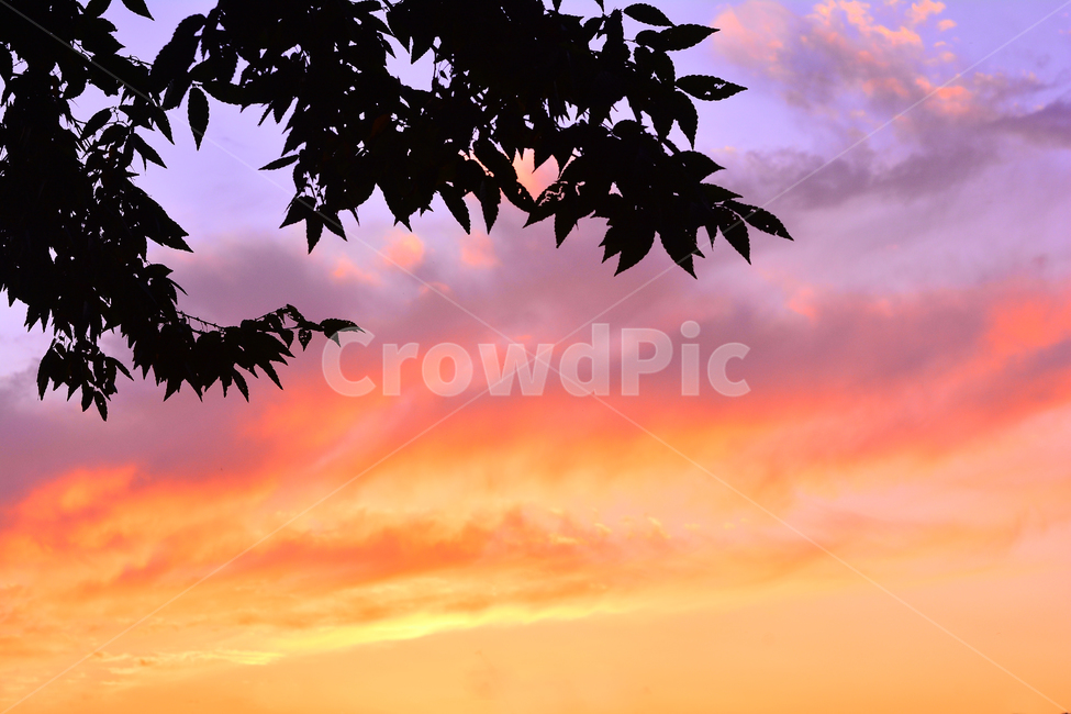 노을,실루엣,석양,해질무렵,일몰,분위기,서정,필,느낌,sky,feeling,emotion,sensible,sunset,orange,오렌지색,노랑색,주황색,옐로우,색감,식물,잎새,나뭇잎,낭만적,드라마틱,자연,풍경,nature,landscape,실루엣,그림자,silhouette,shadow,leaf,잎,plant,tree,나무