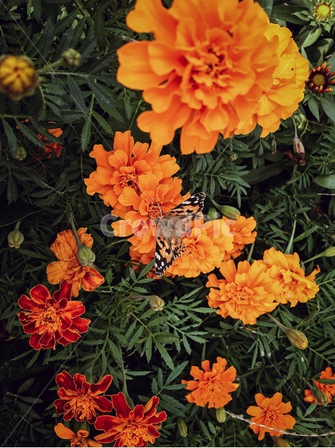 flower,꽃,식물,국화,나비,주황,초록,식물,자연,plants,nature,꽃,flower,곤충,벌레,insect,bug