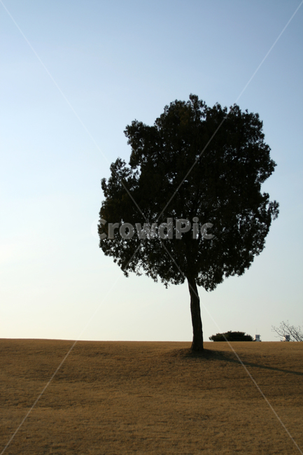 겨울,나무,하늘,식물,잔디,식물,자연,plants,nature,나무,trees,wood