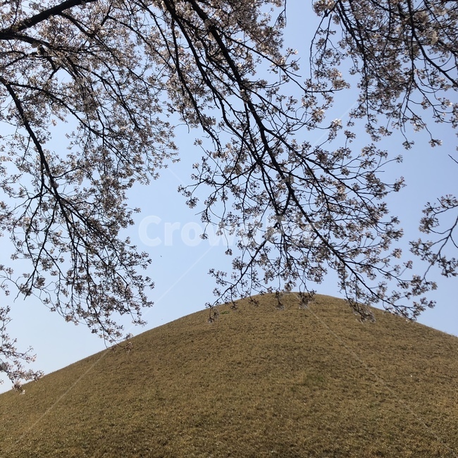 대릉원,경주,벛꽃,나무,대릉원꽃,봄