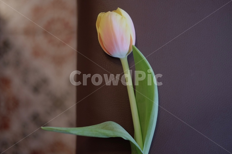 꽃,자연,녹색,green,flower,tile,꽃,flower